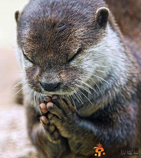 水獭饭前祈祷照