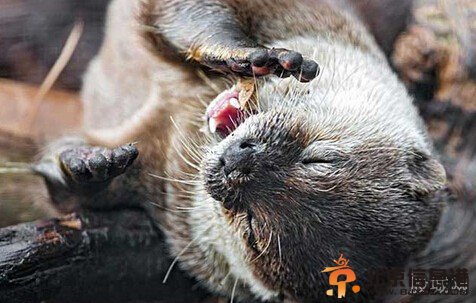 水獭饭前祈祷照