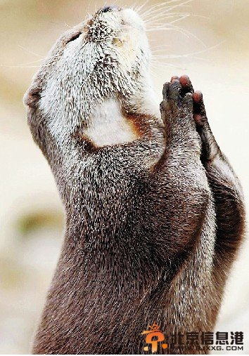 水獭饭前祈祷照爆红 双手合十憨态可掬萌化了【组图】