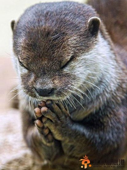 水獭饭前祈祷照爆红 双手合十憨态可掬萌化了【组图】