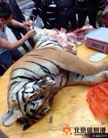 广西开审私宰活虎案 企业老板买虎肉虎骨送政府公务员