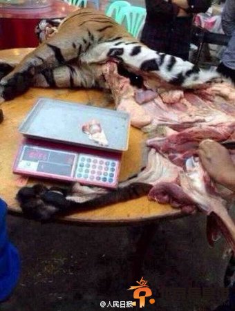 广西开审私宰活虎案 企业老板买虎肉虎骨送政府公务员