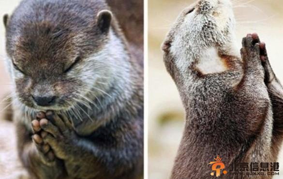 水獭饭前祈祷照萌翻网友 双手合十双眼紧闭憨态可掬