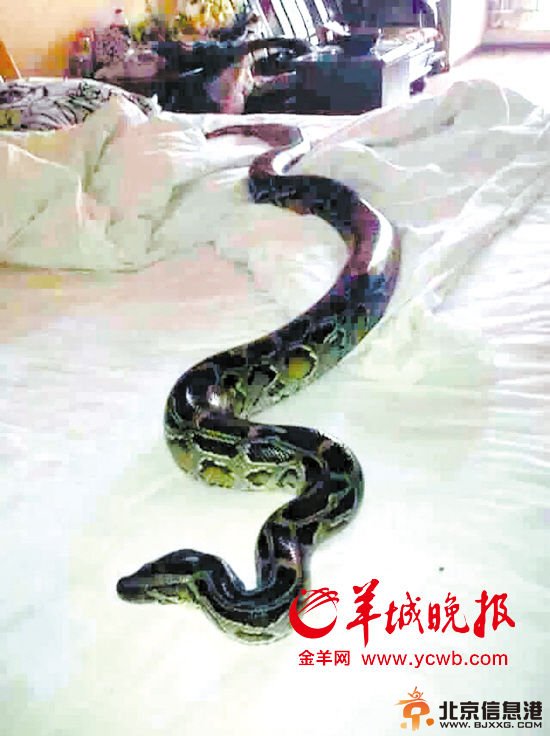 男子家中突现巨蟒 疑因天气热入室