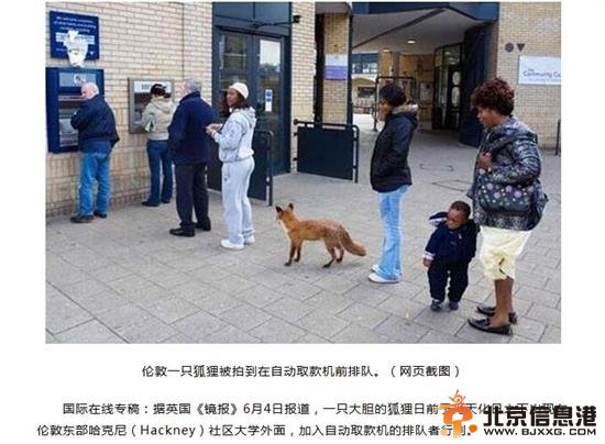 狐狸排队取钱作气定神闲状 女子小孩瞪眼僵站
