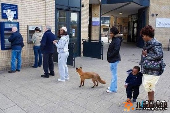 狐狸排队取钱要逆天 网友：让月光族情何以堪