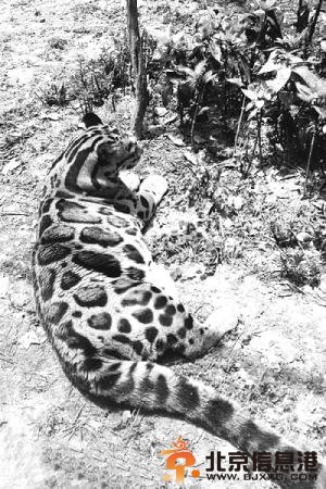 成都动物园云豹太胖遭围观 减肥失败“啤酒肚”难消