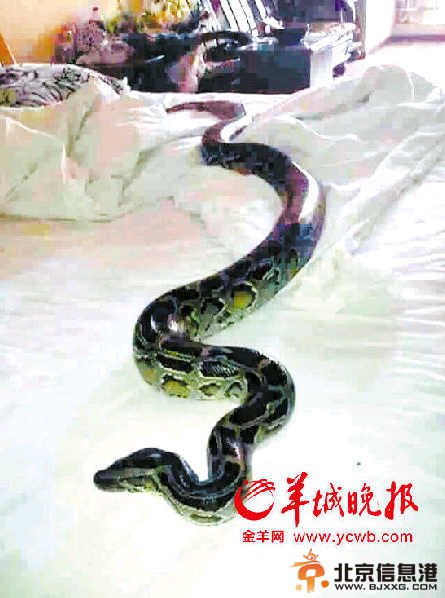 23斤巨蟒爬进居民被窝吓死人 天热的蛇都受不了了