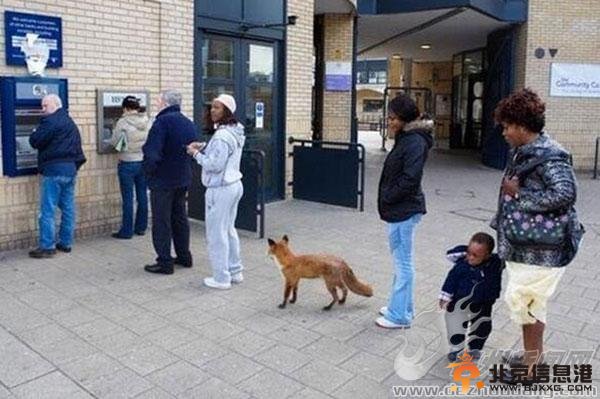 英国1只狐狸ATM机前排队取钱
