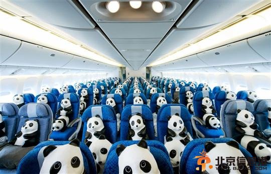 1600只纸熊猫亮相香港机场上演“快闪”【图】
