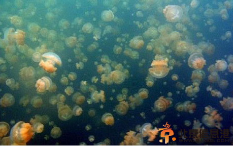 灯塔水母：地球上唯一不死生物（图）