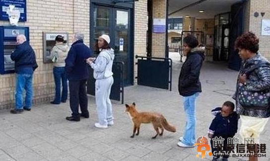 英取钱狐狸萌翻天 滑稽场面遭网友调侃“存的是兔子吗”