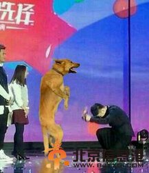 杜某某跪狗门bigbang权志狗辱骂世界杯遭粉丝殴打封杀