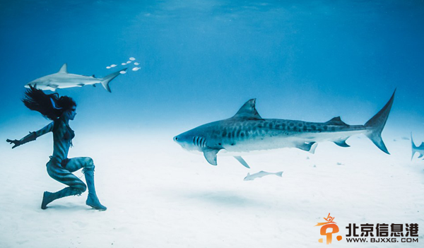 [唯美高清]美女穿比基尼与虎鲨共舞 徒手潜水零防护真实版美女与野兽