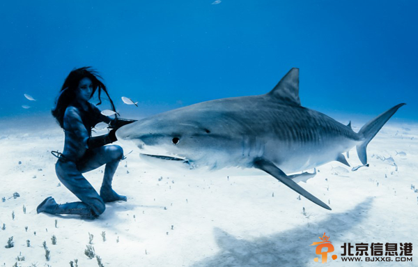 [唯美高清]美女穿比基尼与虎鲨共舞 徒手潜水零防护真实版美女与野兽