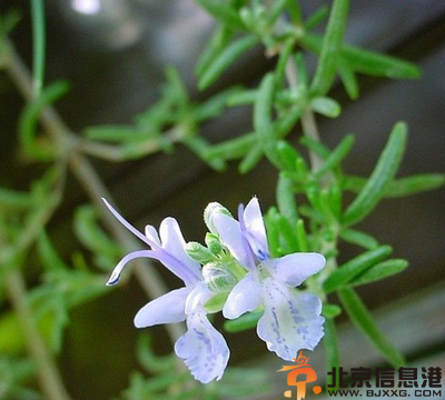 卧室里帮助睡眠的植物有哪些 盘点能帮助睡眠的植物