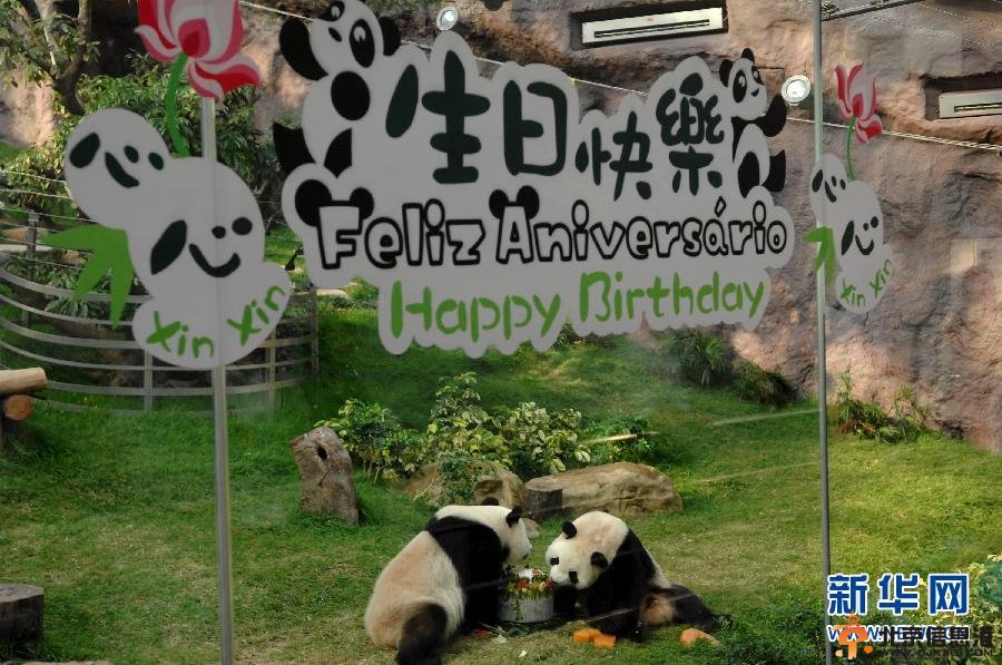 中央赠澳门熊猫“心心”死亡 疑因急性肾衰