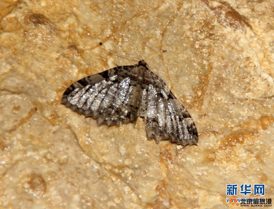 四川原始洞穴发现世界新物种 瞎蛾专吃蝙蝠粪便