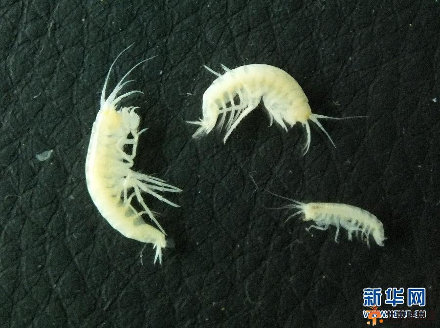 四川原始洞穴发现世界新物种 瞎蛾专吃蝙蝠粪便