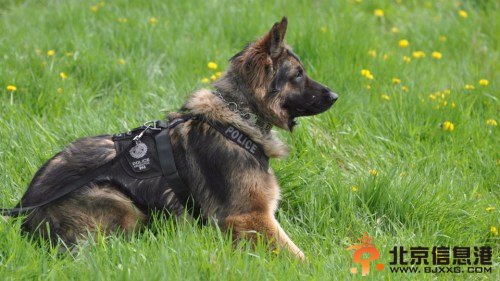 加拿大警犬“滥伤无辜”民众呼吁“严管警察”