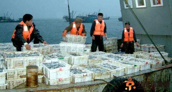 朝鲜总理考察水产企业响应金正恩捕鱼号召（图）