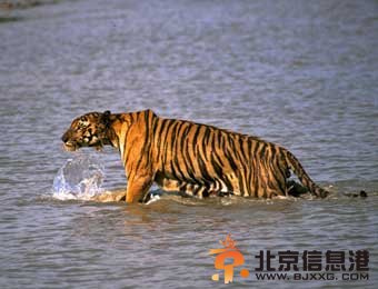 印度：老虎跳上渔船将钓鱼者拉下水拖走