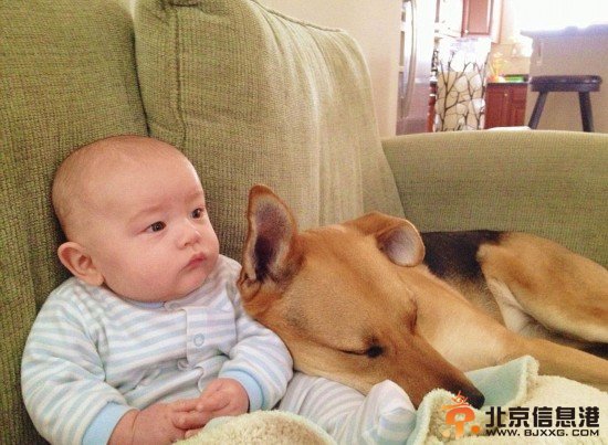 美国男婴与宠物狗亲密相伴照片萌煞网友（组图）