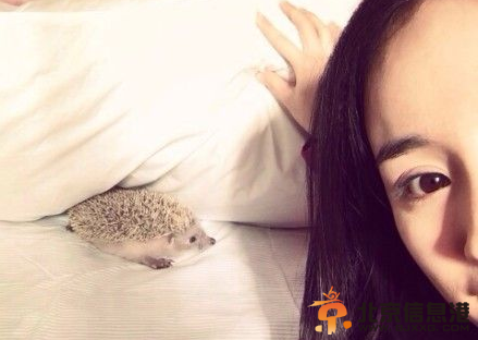 杨幂晒和小刺猬卡耐基萌照 网友求晒小糯米(图)