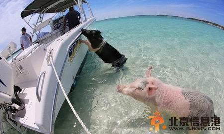 巴哈马“游泳猪”蹿红网络 会下水冲浪向游客讨食