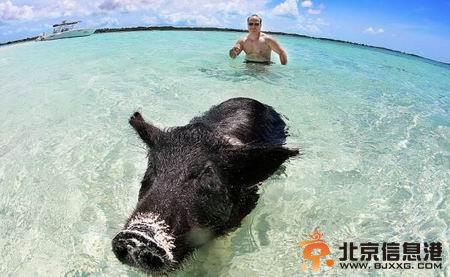巴哈马“游泳猪”蹿红网络 会下水冲浪向游客讨食