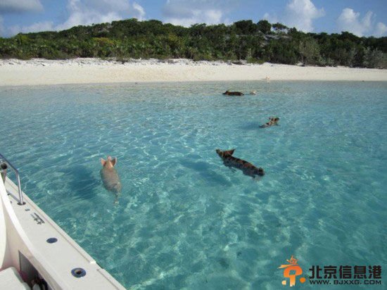 加勒比“游泳猪”蹿红 猪岛探奇游