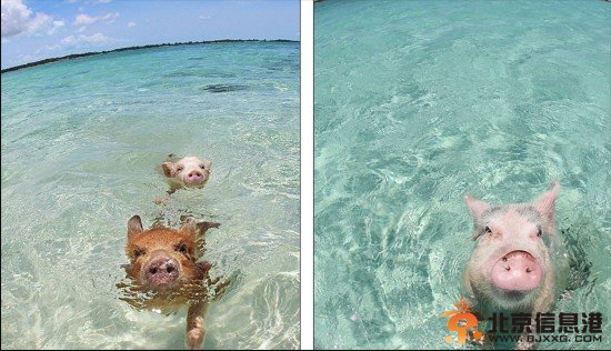加勒比“游泳猪”蹿红 水中冲浪晒日光浴堪称世界上最幸福的猪