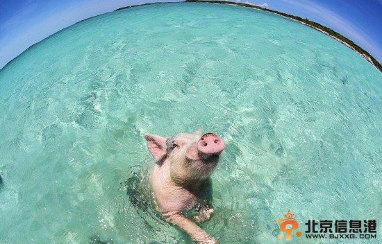 加勒比“游泳猪”蹿红 水中冲浪晒日光浴堪称世界上最幸福的猪