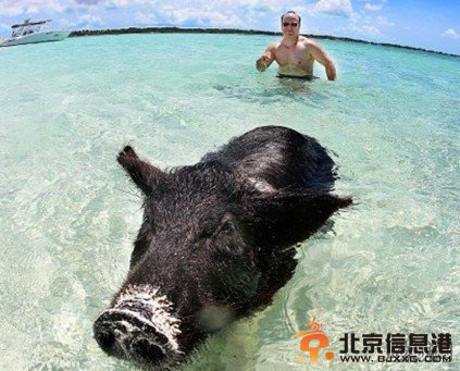游泳猪蹿红网络 网友内心直呼真心羡慕二师兄【组图】