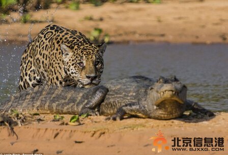 巴西上演美洲豹鳄鱼大战 一口咬住鳄鱼脖子