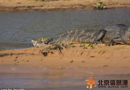 巴西上演美洲豹鳄鱼大战 一口咬住鳄鱼脖子