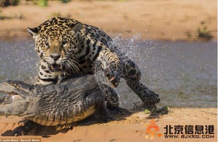 巴西上演美洲豹鳄鱼大战 一口咬住鳄鱼脖子
