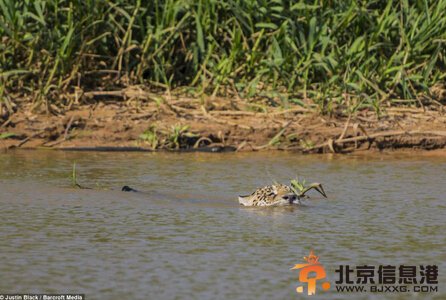 巴西上演美洲豹鳄鱼大战 一口咬住鳄鱼脖子