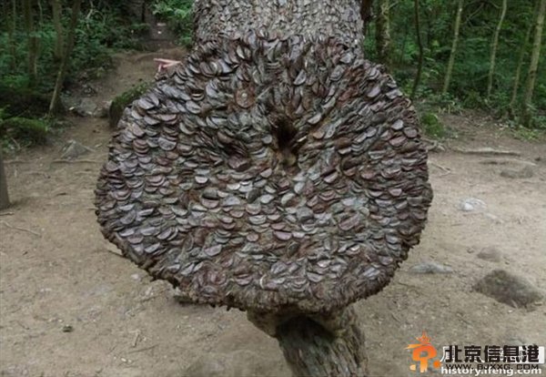 真正的“摇钱树”现英国：已有好几百岁