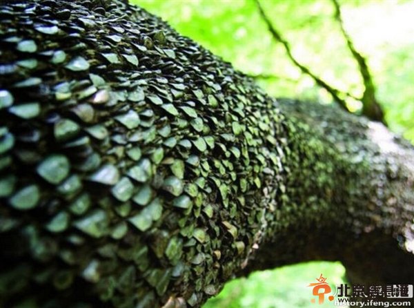 真正的“摇钱树”现英国：已有好几百岁