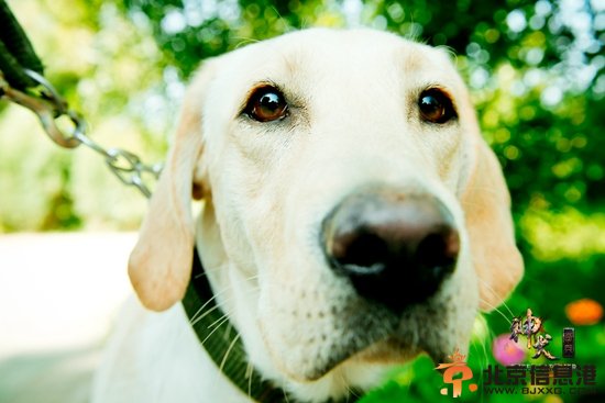 《神犬奇兵》明晚开播 萌犬“抢走”明星风头