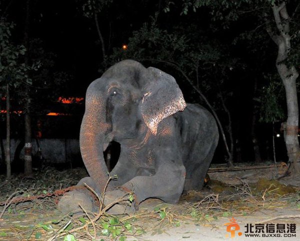 印度一大象被铁链禁锢50年 获救之日流下喜悦泪水