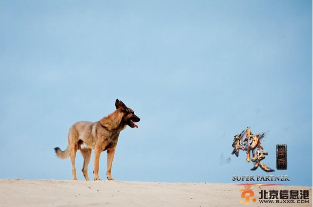 神犬奇兵：“萌犬”变“猛犬”