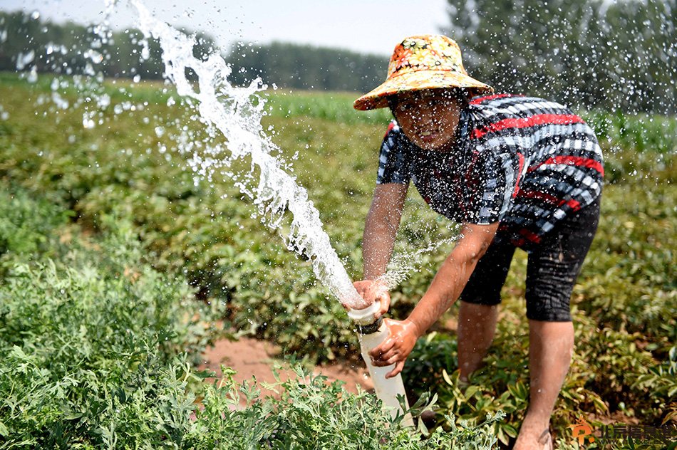 安徽亳州旱情持续 200多万亩作物达重旱程度