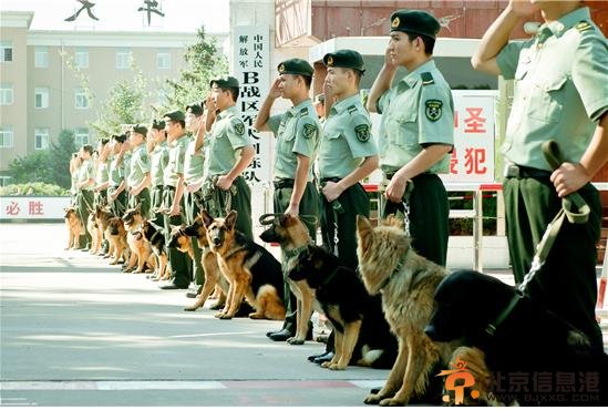 《神犬奇兵》二轮热播：赵达再次成为热议焦点