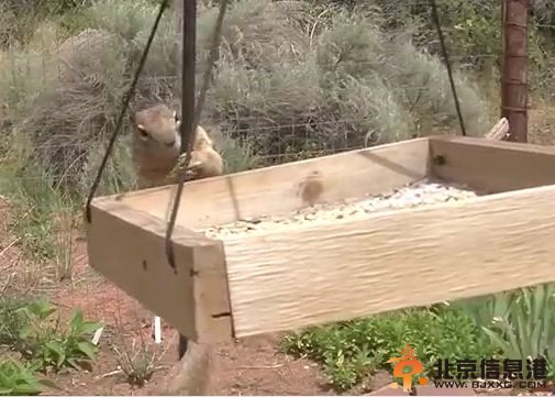 美国一只松鼠为偷吃鸟食穿越障碍 模样可爱(图)