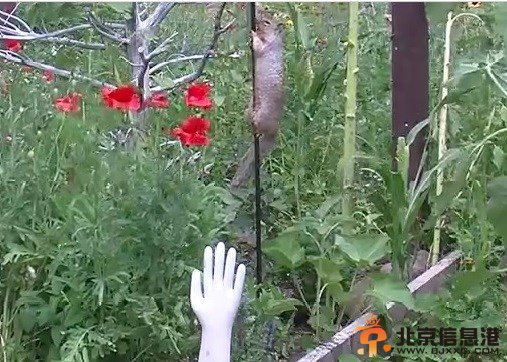 美国一只松鼠为偷吃鸟食穿越障碍 模样可爱(图)