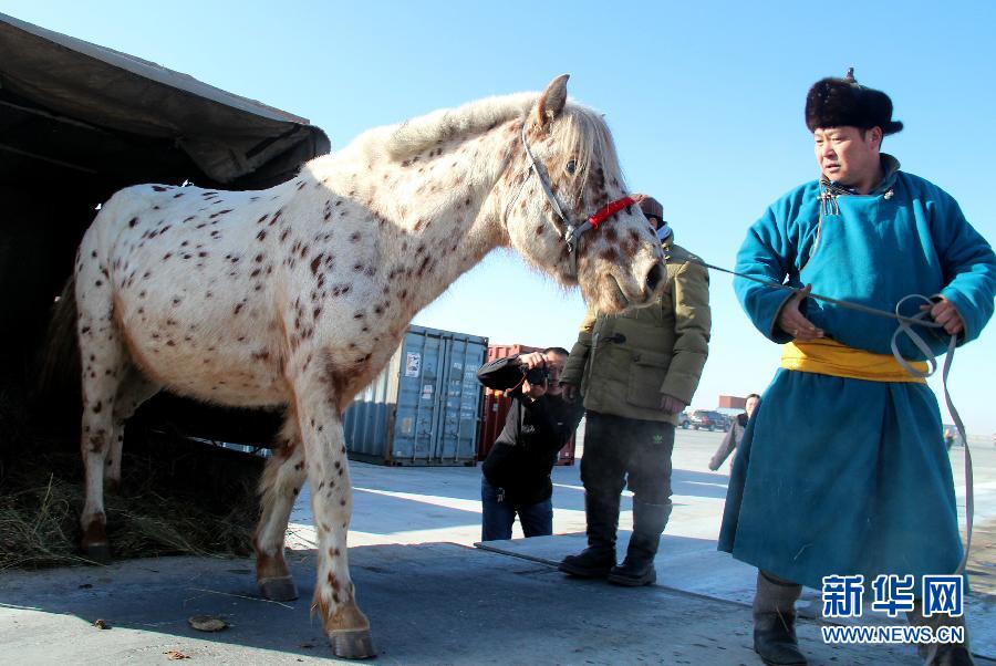 蒙古国总统赠送给习近平主席夫妇的蒙古马入境