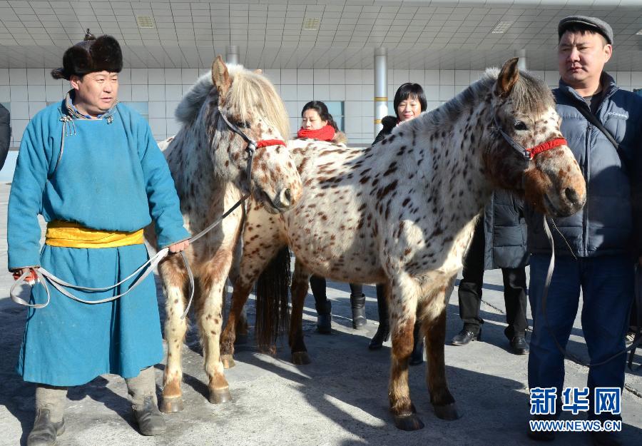 蒙古国总统赠送给习近平主席夫妇的蒙古马入境