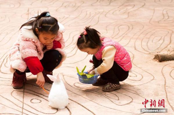 广西兔子倒立行走 倒立步伐憨萌可爱【组图】